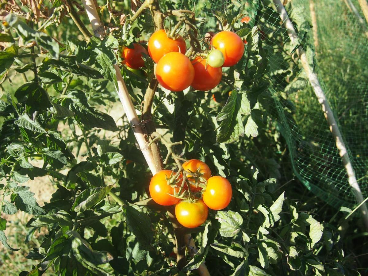 Agriturismo Ardizio 43 Pesaro Buitenkant foto